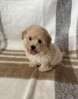 Buddy, a male Maltipoo and Poodle - Toy  for sale in Murrieta, CA – 1 of 2