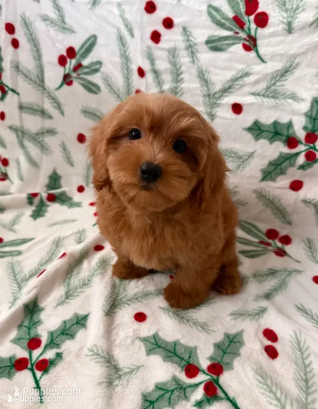 Milo – Maltipoo, Poodle - Toy  puppy for sale in Murrieta, CA