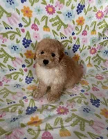 Milo, a male Maltipoo and Poodle - Toy  for sale in Lake Elsinore, CA – Photo 2 of 2