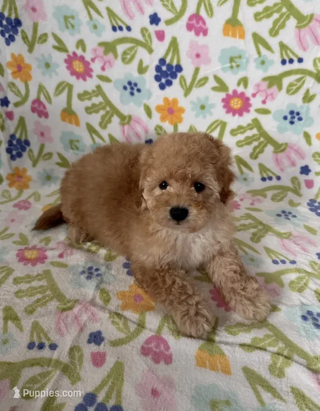 Milo – Maltipoo, Poodle - Toy  puppy for sale in Lake Elsinore, CA