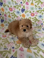 Milo, a male Maltipoo and Poodle - Toy  for sale in Lake Elsinore, CA – Photo 1 of 2