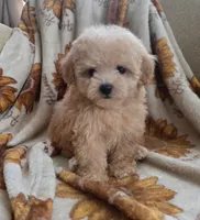 Lily, a female Maltipoo and Poodle - Toy  for sale in Lake Elsinore, CA – 1 of 2