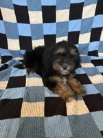 Daisy, a female Goldendoodle and Miniature Goldendoodle for sale in Lake Elsinore, CA – 2 of 2