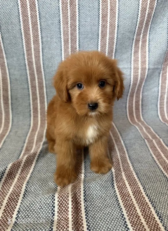 Marley – Maltipoo, Poodle - Toy  puppy for sale in Lake Elsinore, CA