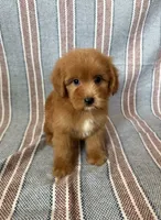 Marley, a male Maltipoo and Poodle - Toy  for sale in Lake Elsinore, CA – 1 of 2