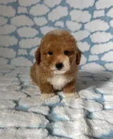 Teddy, a male Maltipoo and Poodle - Toy  for sale in Lake Elsinore, CA – Photo 1 of 2