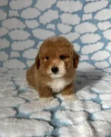 Teddy, a male Maltipoo and Poodle - Toy  for sale in Lake Elsinore, CA – Photo 2 of 2