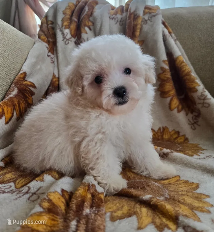 Marley – Maltipoo, Poodle - Toy  puppy for sale in Lake Elsinore, CA