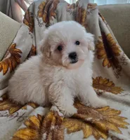Marley, a male Maltipoo and Poodle - Toy  for sale in Lake Elsinore, CA – 1 of 2