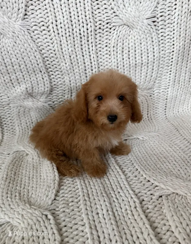 Teddy – Maltipoo, Poodle - Toy  puppy for sale in Lake Elsinore, CA