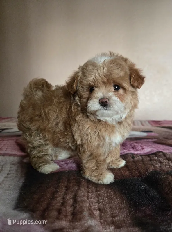 Gigi – Maltipoo, Poodle - Toy  puppy for sale in Lake Elsinore, CA