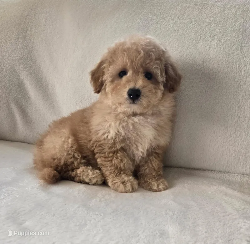 Milo – Maltipoo, Poodle - Toy  puppy for sale in Lake Elsinore, CA