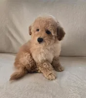 Milo, a male Maltipoo and Poodle - Toy  for sale in Lake Elsinore, CA – Photo 2 of 2