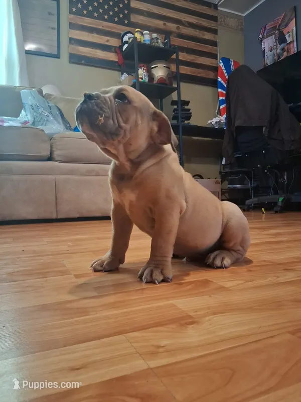 Hushpuppy – Olde English Bulldogge puppy for sale in Williamsburg, KY