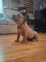 Hushpuppy, a male Olde English Bulldogge for sale in Williamsburg, KY – 1 of 10