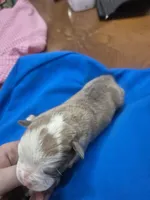 Midge, a male Olde English Bulldogge for sale in Williamsburg, KY – Photo 4 of 6