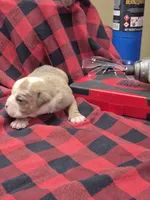 Midge, a male Olde English Bulldogge for sale in Williamsburg, KY – Photo 5 of 6