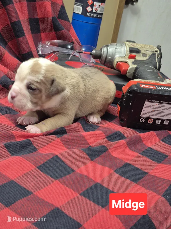 Midge – Olde English Bulldogge puppy for sale in Williamsburg, KY