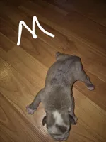 Midge, a male Olde English Bulldogge for sale in Williamsburg, KY – Photo 3 of 6