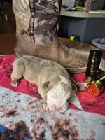 Midge, a male Olde English Bulldogge for sale in Williamsburg, KY – Photo 2 of 6