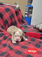 Midge, a male Olde English Bulldogge for sale in Williamsburg, KY – Photo 6 of 6