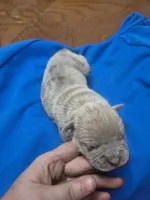 War, a male Olde English Bulldogge for sale in Williamsburg, KY – Photo 2 of 5