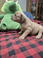War, a male Olde English Bulldogge for sale in Williamsburg, KY – 2 of 9