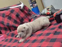 War, a male Olde English Bulldogge for sale in Williamsburg, KY – Photo 5 of 5