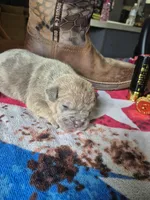 War, a male Olde English Bulldogge for sale in Williamsburg, KY – Photo 3 of 5