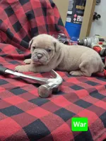 War, a male Olde English Bulldogge for sale in Williamsburg, KY – Photo 4 of 5