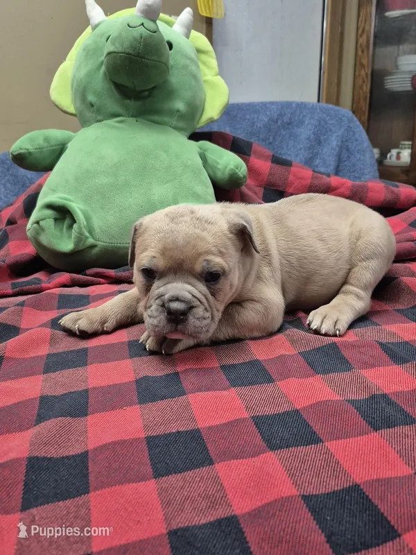 War – Olde English Bulldogge puppy for sale in Williamsburg, KY