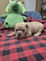War, a male Olde English Bulldogge for sale in Williamsburg, KY – 3 of 9