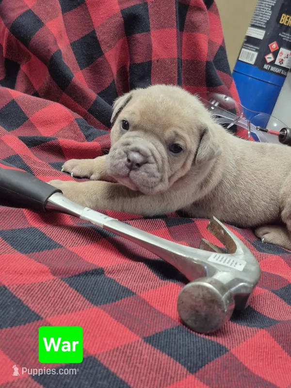 War – Olde English Bulldogge puppy for sale in Williamsburg, KY