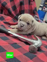 War, a male Olde English Bulldogge for sale in Williamsburg, KY – Photo 1 of 5