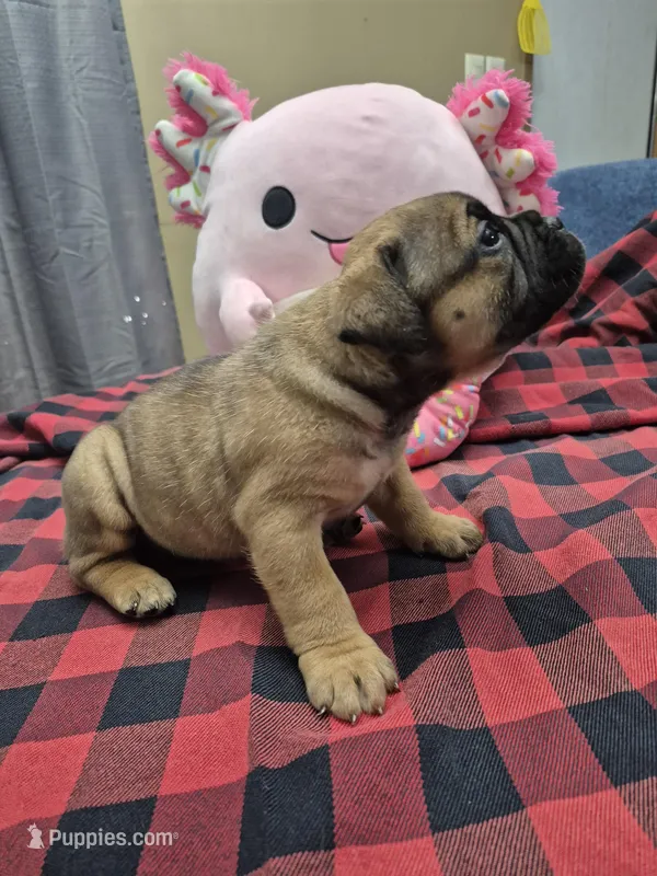 Robin – Olde English Bulldogge puppy for sale in Williamsburg, KY