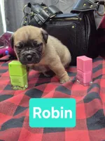 Robin, a female Olde English Bulldogge for sale in Williamsburg, KY – Photo 1 of 4