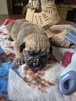 Robin, a female Olde English Bulldogge for sale in Williamsburg, KY – Photo 2 of 4