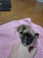 Robin, a female Olde English Bulldogge for sale in Williamsburg, KY – Photo 3 of 4