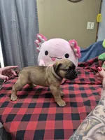 Robin, a female Olde English Bulldogge for sale in Williamsburg, KY – 7 of 7