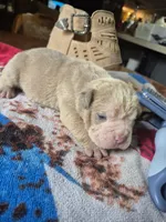 Callie, a female Olde English Bulldogge for sale in Williamsburg, KY – Photo 3 of 5