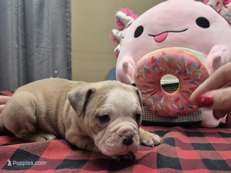 Callie – Olde English Bulldogge puppy for sale in Williamsburg, KY