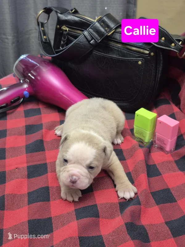 Callie – Olde English Bulldogge puppy for sale in Williamsburg, KY