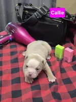 Callie, a female Olde English Bulldogge for sale in Williamsburg, KY – Photo 1 of 5