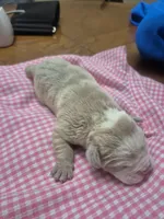Callie, a female Olde English Bulldogge for sale in Williamsburg, KY – Photo 5 of 5