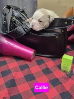 Callie, a female Olde English Bulldogge for sale in Williamsburg, KY – Photo 2 of 5