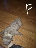 Callie, a female Olde English Bulldogge for sale in Williamsburg, KY – Photo 4 of 5