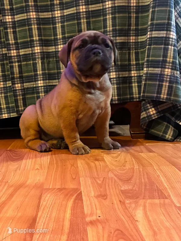 Robin – Olde English Bulldogge puppy for sale in Williamsburg, KY