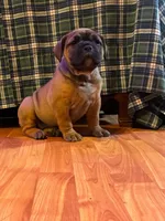 Robin, a female Olde English Bulldogge for sale in Williamsburg, KY – 1 of 7