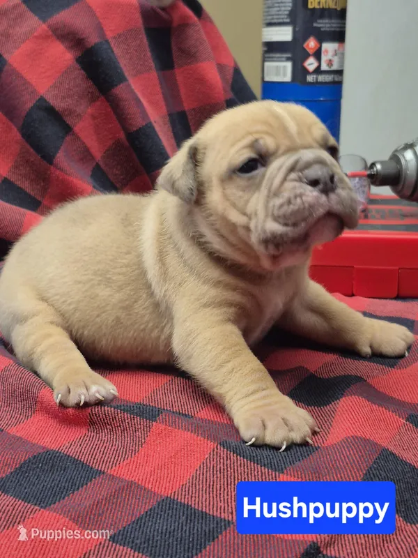 Hushpuppy – Olde English Bulldogge puppy for sale in Williamsburg, KY