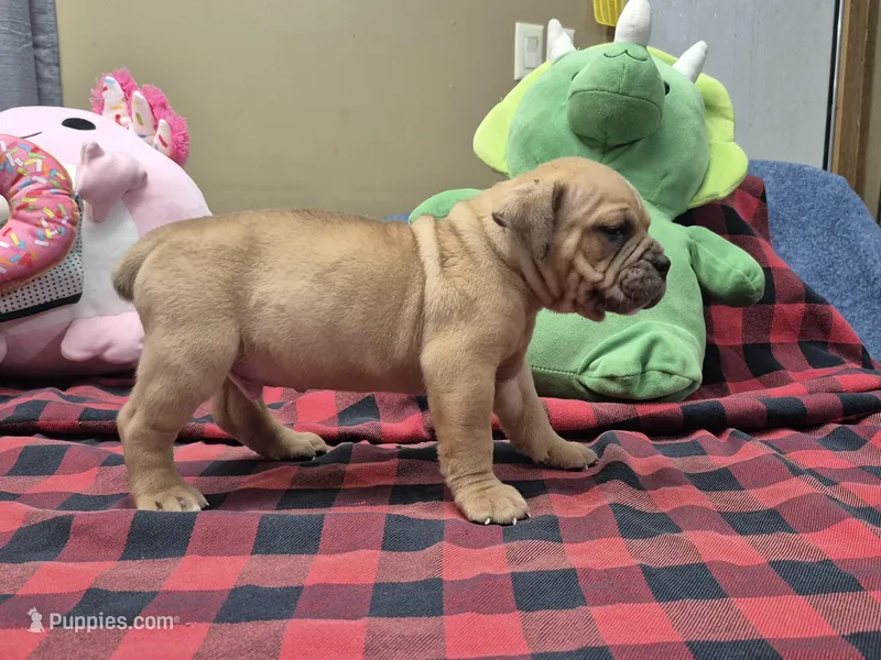 Hushpuppy – Olde English Bulldogge puppy for sale in Williamsburg, KY